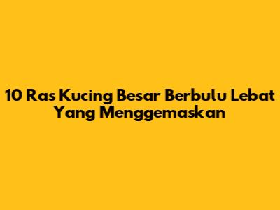 10 Ras Kucing Besar Berbulu Lebat Yang Menggemaskan
