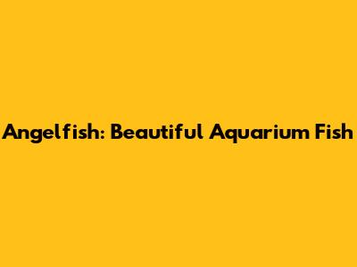 Angelfish: Beautiful Aquarium Fish