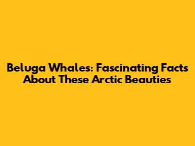 Beluga Whales: Fascinating Facts About These Arctic Beauties
