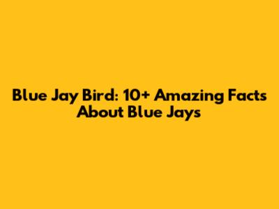 Blue Jay Bird: 10+ Amazing Facts About Blue Jays