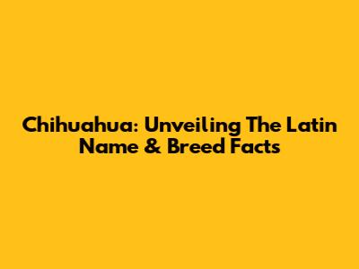 Chihuahua: Unveiling The Latin Name & Breed Facts