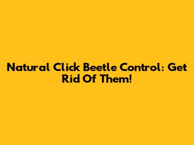 Natural Click Beetle Control: Get Rid Of Them!