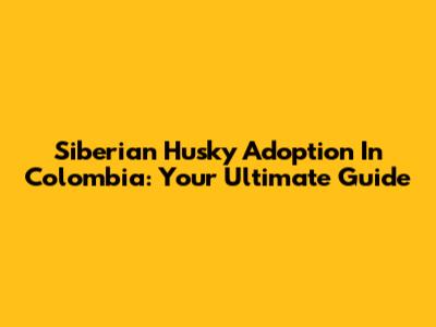 Siberian Husky Adoption In Colombia: Your Ultimate Guide