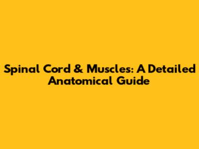 Spinal Cord & Muscles: A Detailed Anatomical Guide
